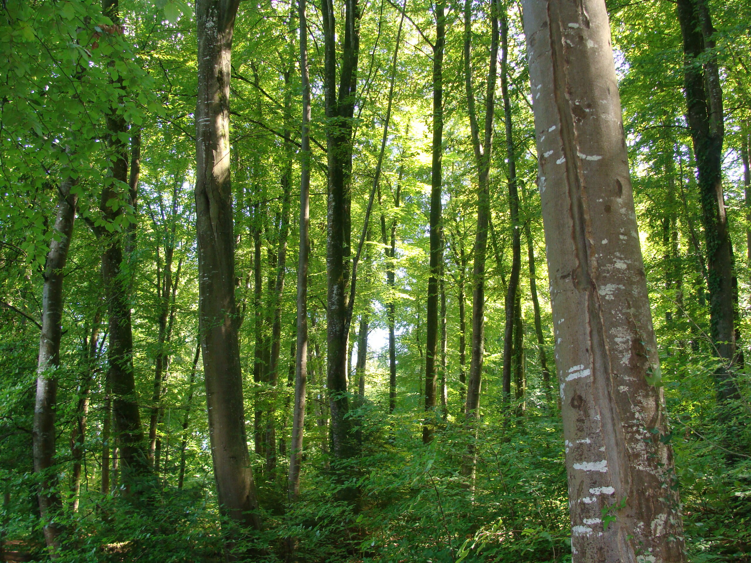 Stammholz und Brennholz aus der Region